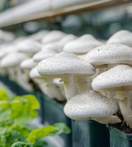 mushrooms snowpharm